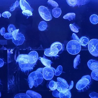 dx_3678's profile picture. 不加line