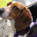 Ginger McGill - @Ginger_Beagle - Twitter