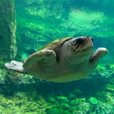 John_SWO's profile picture. Dog lover | Florida Man | All views are my own. | Psalm 46:1