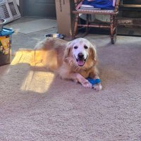 SoOverIt (@anypigslft2) 's Twitter Profile