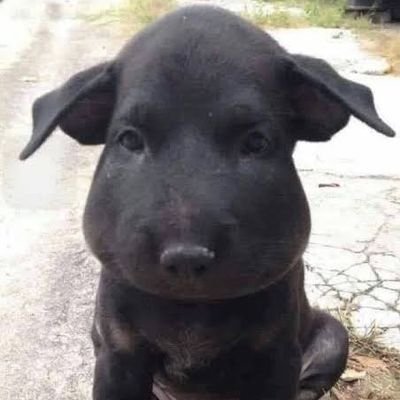 BelatiMalaikat's profile picture. 