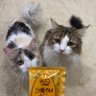 mona_kuru's profile picture. 猫ちゃんたちの可愛い姿をポストしていきます！日常や面白いエピソード、可愛い写真、癒しの動画をシェアします。是非フォローよろしくお願いします🐱💕