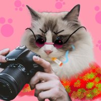 猫猫猪儿虫酱(@izayoill) 's Twitter Profileg
