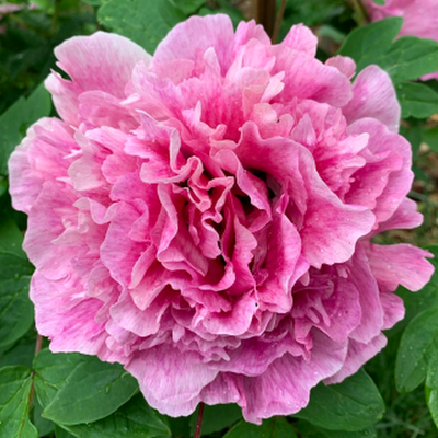 MuYou44715's profile picture. Focus on Paeonia Rockii since 1980's