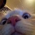 dumb cat (@dumbcat123456) Twitter profile photo