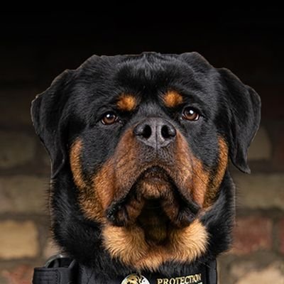 22_rottwei31059's profile picture. 👉 Welcome to @Rottweiler lover club 22
🐕 We share daily #Rottweiler Contents 
🐾 Follow us if you really love Rottweiler