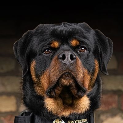 👉 Welcome to @Rottweiler lover club 22
🐕 We share daily #Rottweiler Contents 
🐾 Follow us if you really love Rottweiler