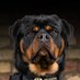 Rottweiler lover club 22 (@22_rottwei31059) Twitter profile photo