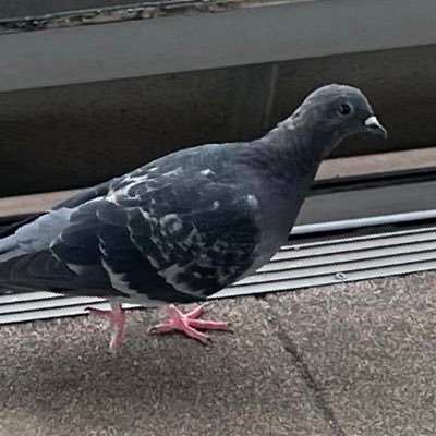 pigeonnzny's profile picture. 気になることや個人的な共感にフォローとRTと💓→いいね、すごい、発信ありがとうの意 だけをする場所です