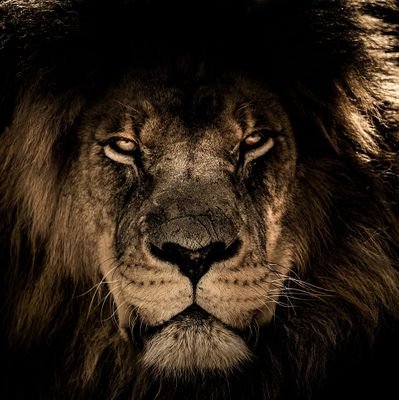 dand_ez's profile picture. #team dreamer, team Jesús, #team versatile in knowledge believe it. Do it. Be it.#team arsenalfc #254music supporter