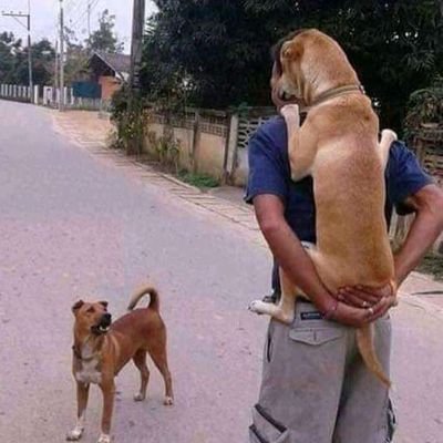 Pets lover,need any kind of pets, contact me..🦜🐀🐘🐎🙀🐈🐄🐈⬛🐕🫶