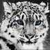 Tiger (@tiger730304882) Twitter profile photo Tiger (@tiger730304882) Twitter profile photo