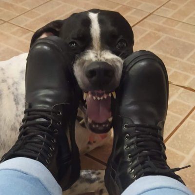 aguilpc's profile picture. hoje humilhada, amanhã também!