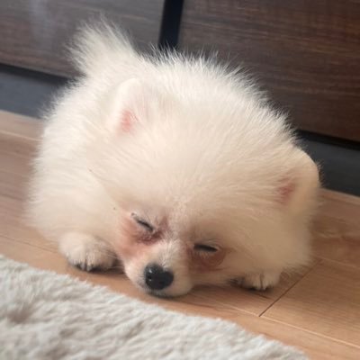 ポメラニアンの成長日記🐶 2023.07.19生まれ👶2kg超えたよ。 自由気ままにこたろーとの日常を載せてます！お気軽に覗きにきてください🫣（たまにパパが投稿したりママが投稿したり？）