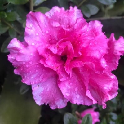 @GISELRO02836605