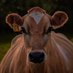 sentientimagery (@sentientimagery) Twitter profile photo sentientimagery (@sentientimagery) Twitter profile photo