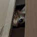 tataku (@catanddoglove) Twitter profile photo tataku (@catanddoglove) Twitter profile photo