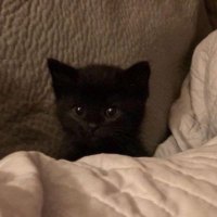 란 (@_mlvri) 's Twitter Profile