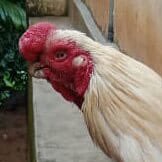 Sm_saintt's profile picture. A big headache...