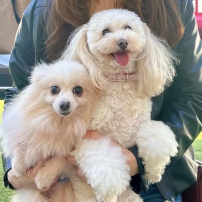 ブリーディング引退犬6歳ポメラニアンの保護犬をお迎えしました🐶どんな日常が待っているのかリアルタイムで呟きます🎶 これから保護犬を迎える方の参考になれば嬉しいです😌先住犬トイプードルのシェリー10歳もいます✨