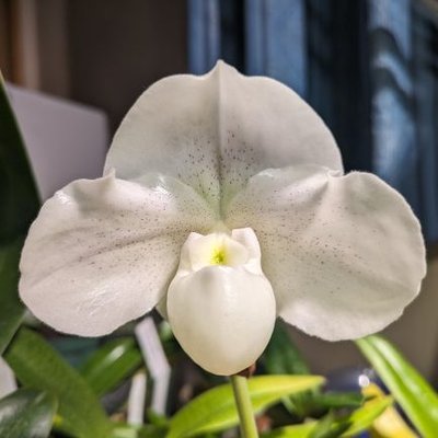 超希少❗️特大❗️アロカシア　キサントソーマ　リンデニー✨ 2025年最新】キサントソーマの人気アイテム - メルカリ