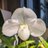 orchid_rabbit's profile image