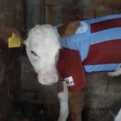 adrogos61's profile picture. 