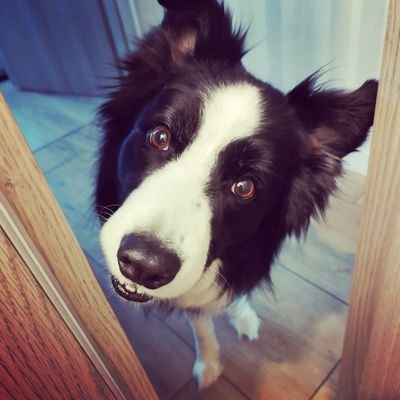 PredatorosA's profile picture. 