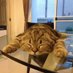 ねこだぁ (@nekokamoyoooo) Twitter profile photo