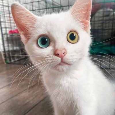 ROMAO4u4's profile picture. I LoVE CAT 🐱