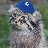 🕯⛰️Y Lions⛰️🕯 (@y_l_ions) 's Twitter Profile Photo