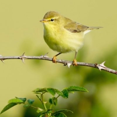 Massively into British Wildlife specially Birdwatching, usually around Sussex and Kent but also the occasional trip to East Anglia!