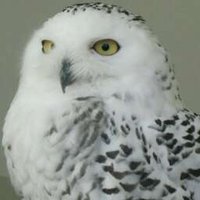 ラプター (@raptores4) 's Twitter Profile