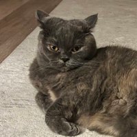 Lilikuş Acanbacak (@lilytheiblisnur) 's Twitter Profile Photo