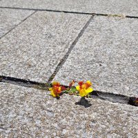 Noreen Dalton (@nordaltsee) 's Twitter Profile Photo