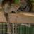 MonkeysAndBirds's profile image