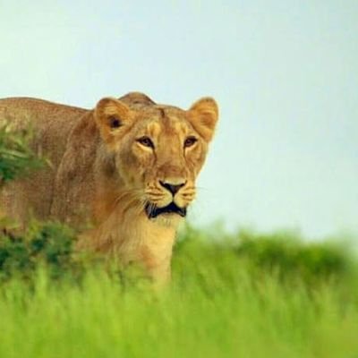 अनिक (Anik) Profile