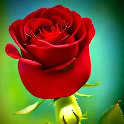 AlAmin231187693's profile picture. 