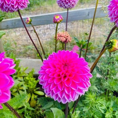 CarolineRe406's profile picture. 