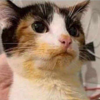 nyally499579's profile picture. 