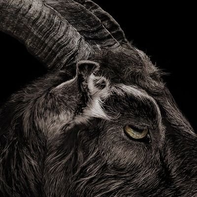 goat_classic Profile Picture