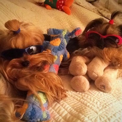 SimmonsWhiskey's profile picture. 