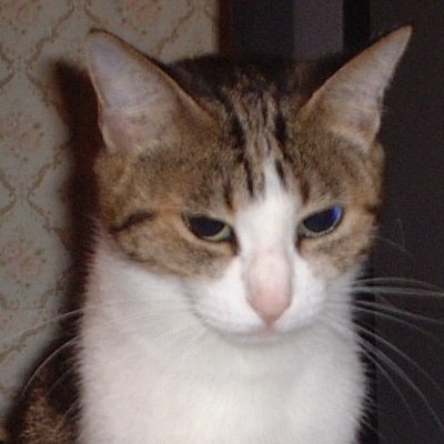 EMO子 Profile