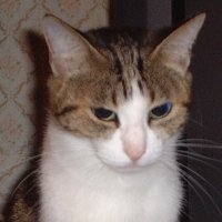 EMO子 (@emoaftermath) 's Twitter Profile