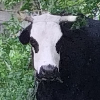 critcat's profile picture. Патентований зрадойоб
