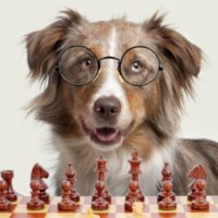 Brain Training for Pets(@training4pets) 's Twitter Profile Photo