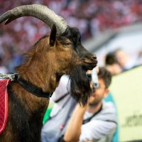 leon | fcköln (@leonfckoeln) 's Twitter Profile