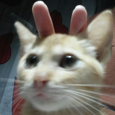 thenineclr's profile picture. 