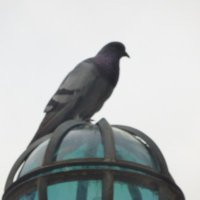 Tíopeluquis (@alfonsobarrig) 's Twitter Profile