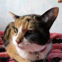 Myaako (@mynyan2323) 's Twitter Profile
